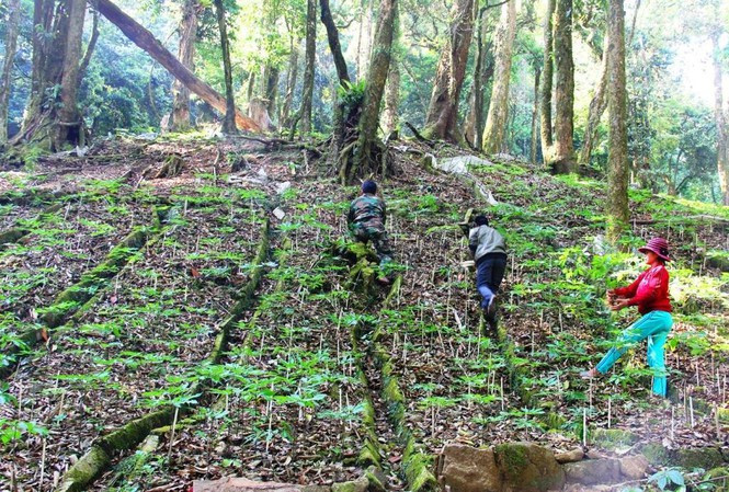 Vườn sâm Ngọc Linh của người dân miền núi Nam Trà My, Quảng Nam Vườn sâm Ngọc Linh của người dân miền núi Nam Trà My, Quảng Nam