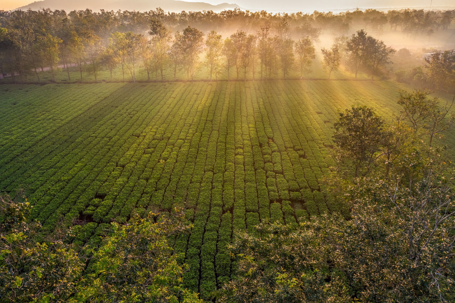 Những đồi chè thơ mộng, hiếm nơi nào có được. Những đồi chè thơ mộng, hiếm nơi nào có được.