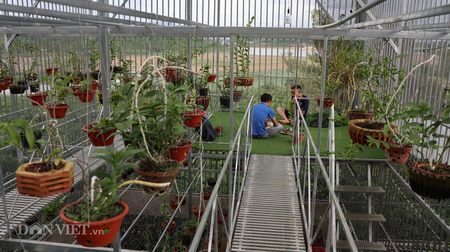 Anh Hậu đã đầu tư giàn lan 2 tầng bằng sắt từ tiền mình bán phong lan.