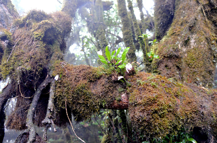 Khóm phong lan sống cộng sinh trên gốc cây rêu phong - Ảnh: NGUYỄN VĂN DUY