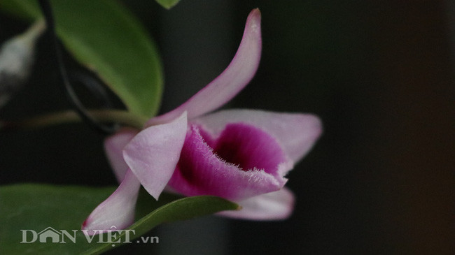 Theo anh Hậu, phong lan có giá trị là nhờ mặt hoa khi cây nở hoa.