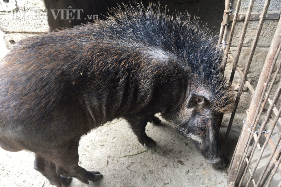 Một cọn lợn rừng chăn nuôi trong trang trại 