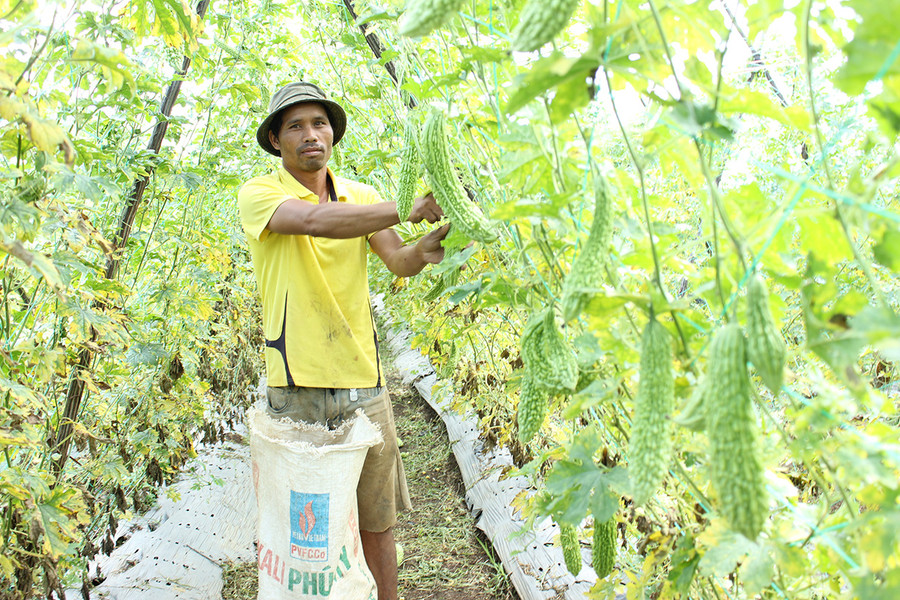  Ông Grinh (làng Bia Tih, xã A Dơk, huyện Đak Đoa) thu hoạch khổ qua. Ảnh: N.D