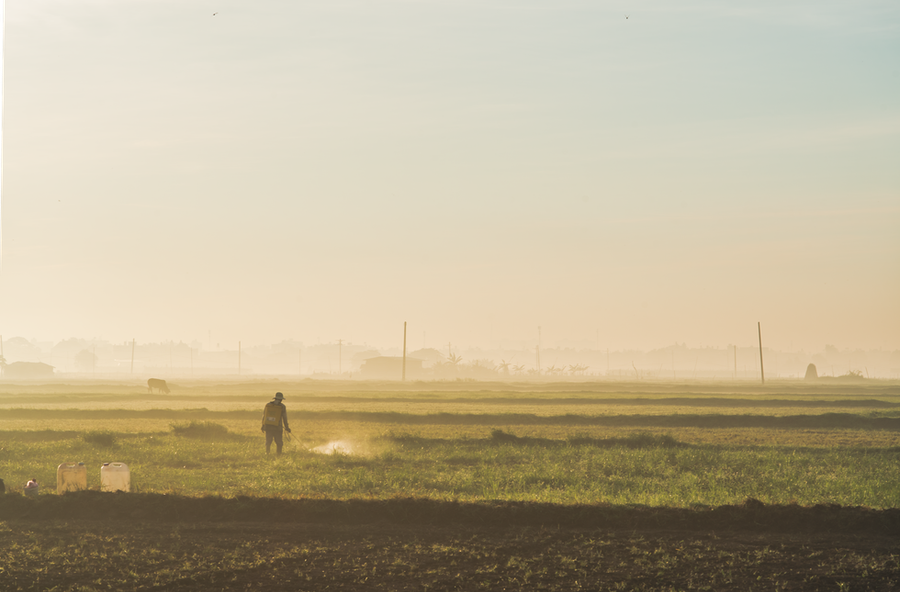 Người nông dân ra đồng buổi sớm mai ở Hóc Môn - Ảnh: Võ Hùng Mạnh