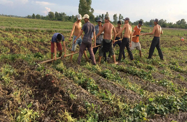 Nông dân thu hoạch khoai lang bằng biện pháp thủ công ở Vĩnh Long.