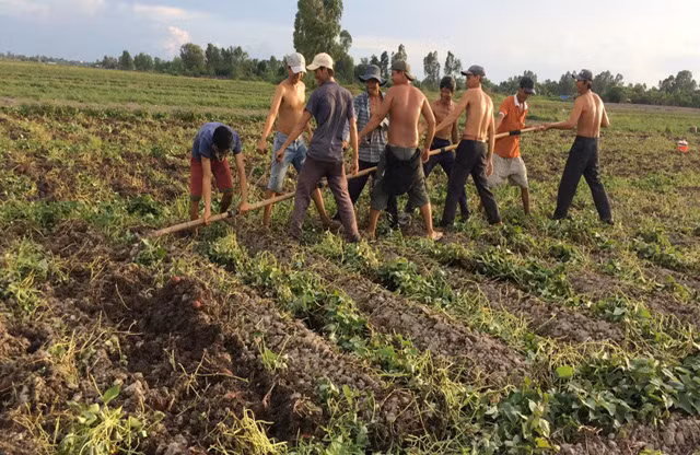 Nông dân thu hoạch khoai lang bằng biện pháp thủ công ở Vĩnh Long.
