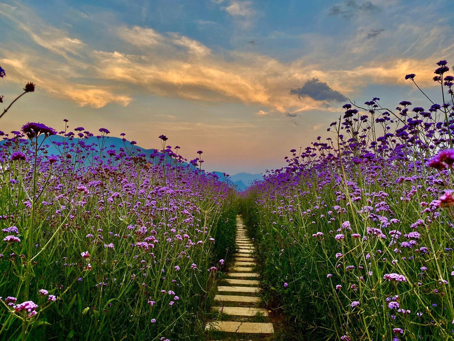 Trong ánh hoàng hôn, loài hoa tím dường như trở nên lãng mạn, gây ấn tượng với du khách khi đến đây. 