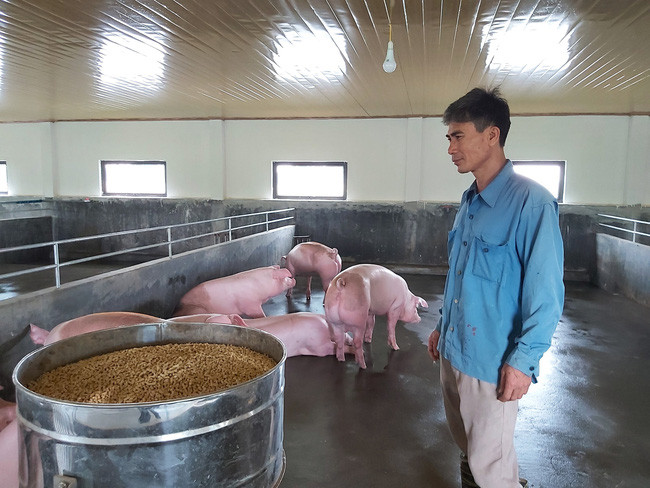 Anh Đinh Văn Mừng (thôn Đông, xã Đông Đô, Hưng Hà, Thái Bình) xây dựng trang trại mới với 180 con lợn. Ảnh: M.N Anh Đinh Văn Mừng (thôn Đông, xã Đông Đô, Hưng Hà, Thái Bình) xây dựng trang trại mới với 180 con lợn. Ảnh: M.N