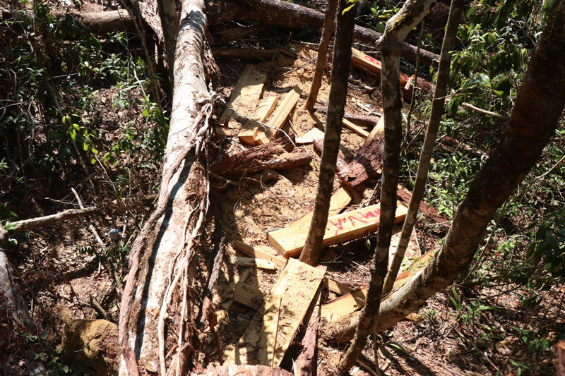 Gỗ pơ mu có giá trị cao trên thị trường nên lâm tặc tìm mọi cách để khai thác trái phép. Từ năm 2018 đến nay, tại tiểu khu 1219 xảy ra 5 vụ khai thác pơ mu trái phép. Mới đây nhất là vụ phá 19 cây pơ mu vào tháng 4-2020 đang được các cơ quan chức năng tiến hành điều tra, xử lý.