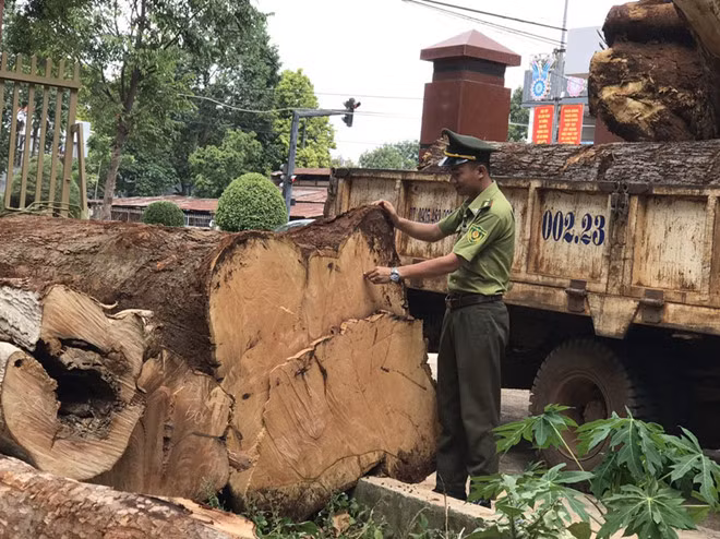 Hạt kiểm lâm đã lập biên bản, đưa toàn bộ số gỗ về trụ sở để tiếp tục xác minh, xử lý theo quy định - ẢNH: LAN ĐỖ