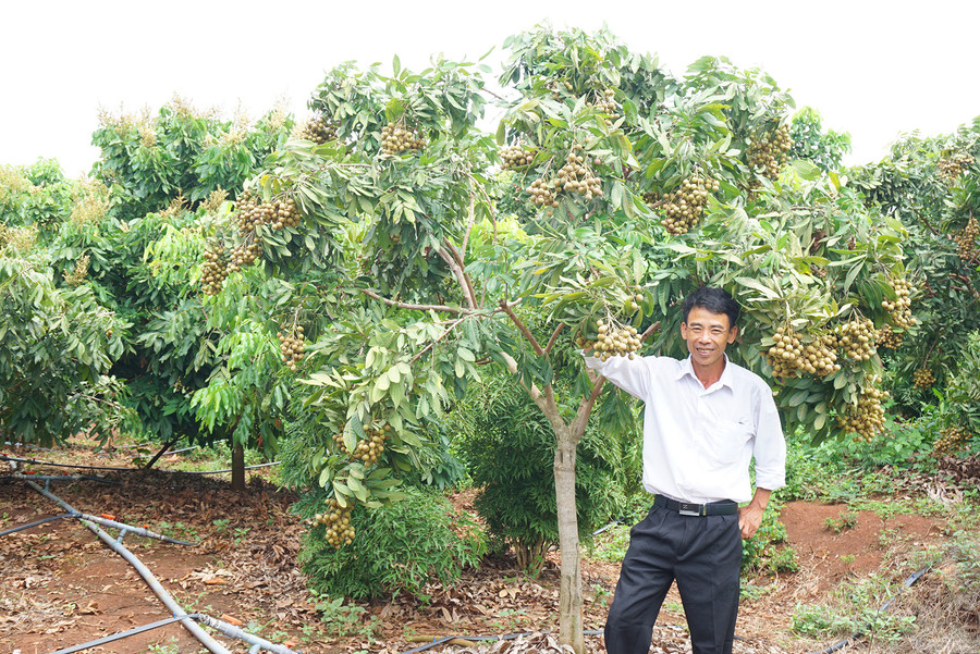 Vườn nhãn trái vụ trên đất bazan của ông Lãm. L.K