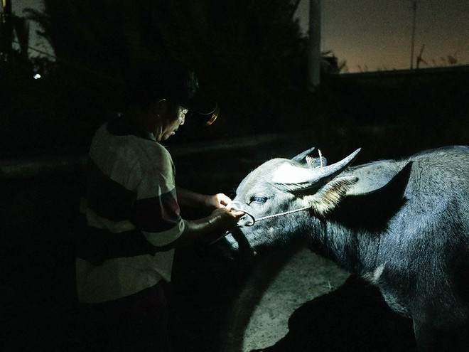 Để chăn trâu thuận lợi, ông Tởi phải làm quen và hiểu tính cách từng con trâu trong đàn ẢNH: EASON CHANG