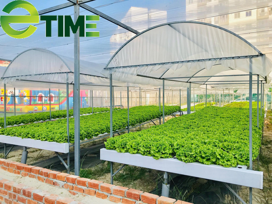 Từng là chủ doanh nghiệp sản xuất bao bì, nhưng công việc kinh doanh không thuận lợi, anh Lê Thanh Bình đã chuyển nghề và quyết tâm chọn mô hình trồng rau thủy canh công nghệ cao để khởi nghiệp.