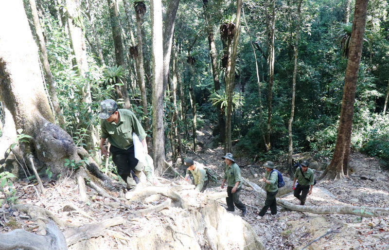 Để vào được tiểu khu 1219 nơi có những cây gỗ pơ mu cổ thụ, phải mất hơn 2 ngày băng rừng, vượt suối với nhiều dốc cao, vực sâu.