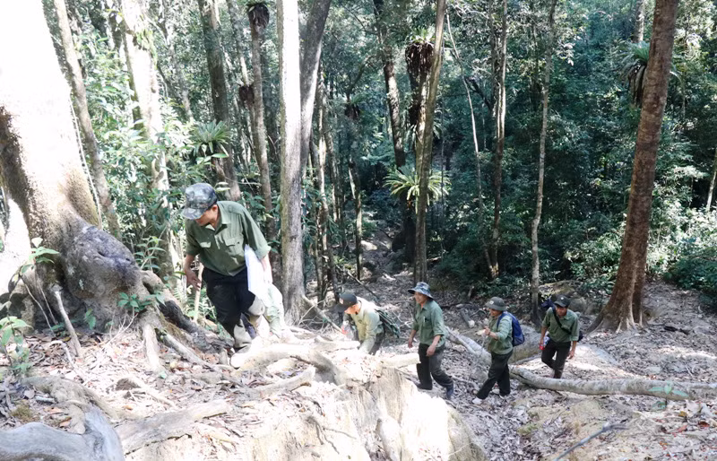 Để vào được tiểu khu 1219 nơi có những cây gỗ pơ mu cổ thụ, phải mất hơn 2 ngày băng rừng, vượt suối với nhiều dốc cao, vực sâu.