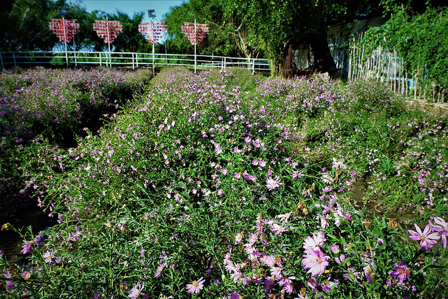 Khoảng 20.000 gốc thạch thảo khoe sắc thắm suốt 5 tháng nay