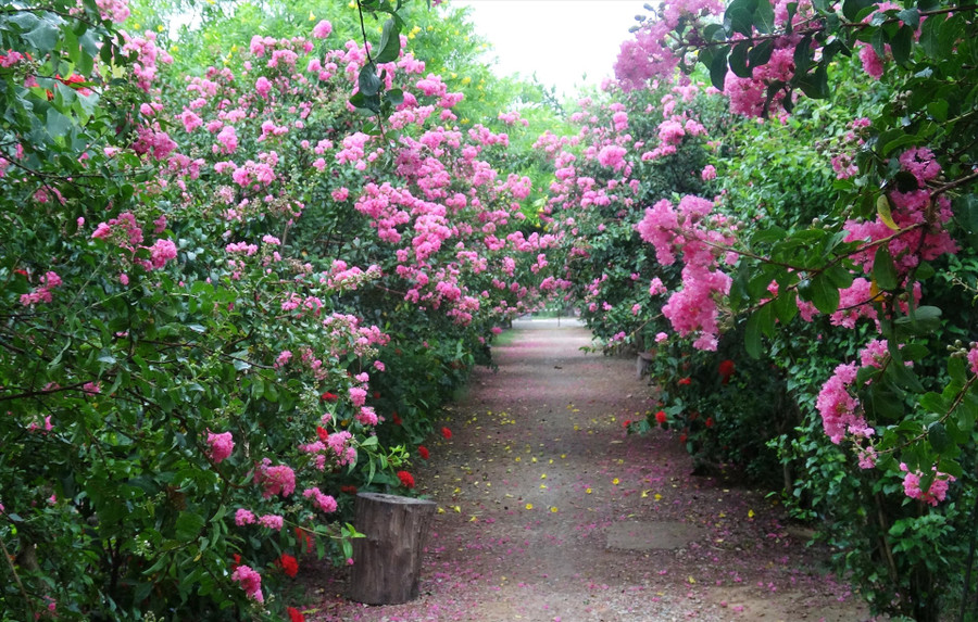 Con đường hoa tường vi ở Hà Nội. Ảnh: Trần Tường Vi