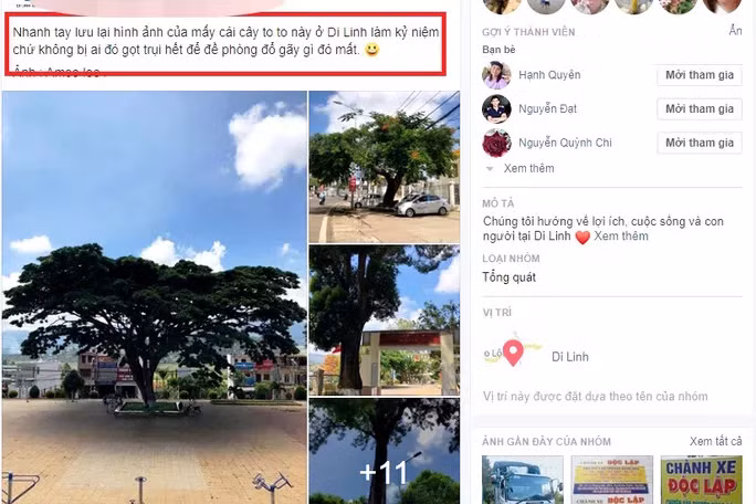 Nhiều người còn tranh thủ chụp những cây cổ thụ trên sân trường để lưu lại sợ sau này bị cưa hết.