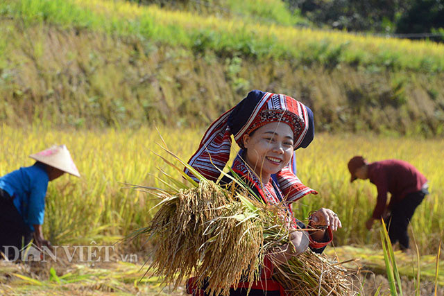 Ruộng bậc thang Hoàng Su Phì vào những ngày cuối tháng 9/2019. Ảnh: Nguyễn Qúy