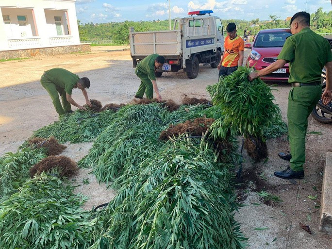 Ông Bùi Trung Kiên khai rằng trồng cần sa chỉ để cho gà ăn Ông Bùi Trung Kiên khai rằng trồng cần sa chỉ để cho gà ăn