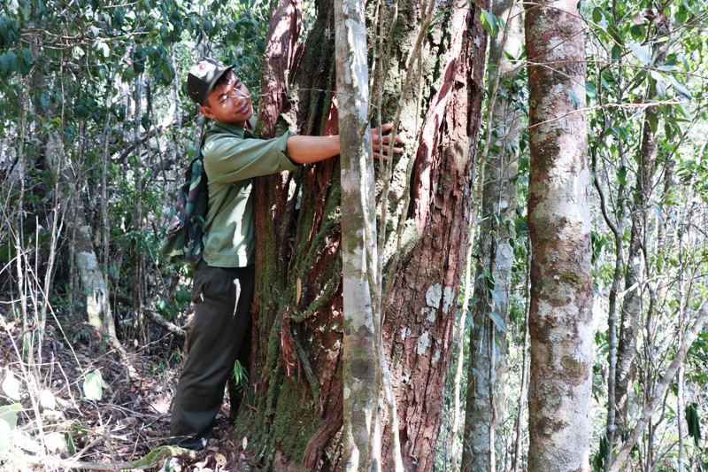 Ở đây, pơ mu phân bố dày đặc, cứ vài chục mét lại có một cây sinh sống. (Trong ảnh: một cây pơ mu cổ thụ tại tiểu khu 1219).