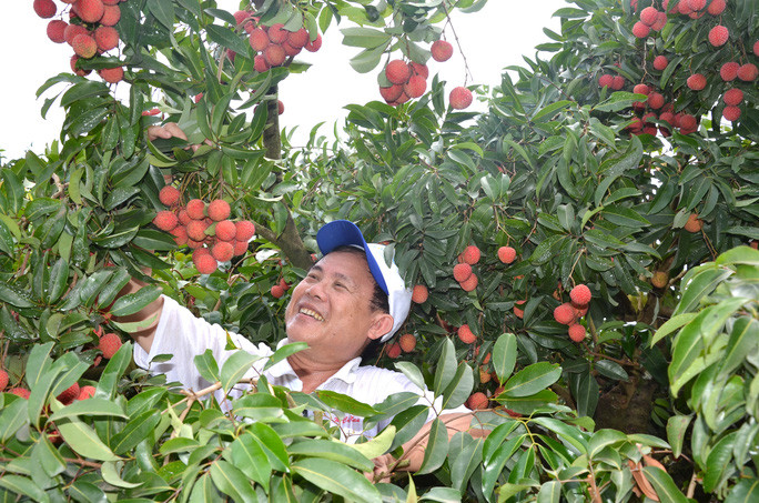 Niềm vui của mùa vải mới