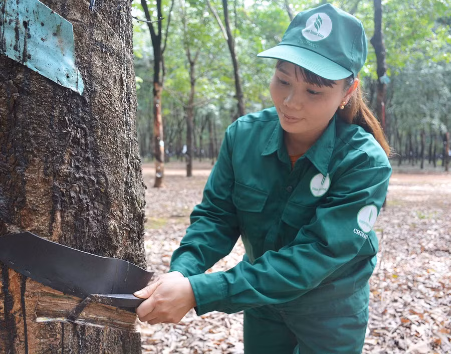  Chị Vũ Thị Thủy cạo mủ cao su. Ảnh: H.Đ.T