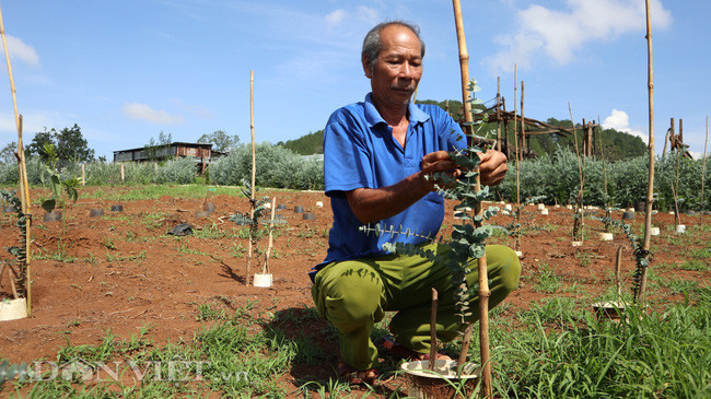 Ông Bình buộc dây cố định giúp cây đô la 1 tháng tuổi đứng thẳng.