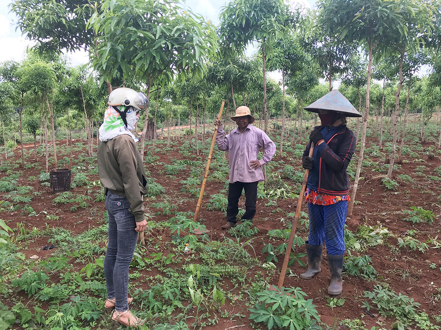 Cán bộ xã Kon Thụp (bìa trái) kiểm tra diện tích mì bị thiệt hại của gia đình ông Gưnh (làng Dơ Nâu). Ảnh: N.D Cán bộ xã Kon Thụp (bìa trái) kiểm tra diện tích mì bị thiệt hại của gia đình ông Gưnh (làng Dơ Nâu). Ảnh: N.D