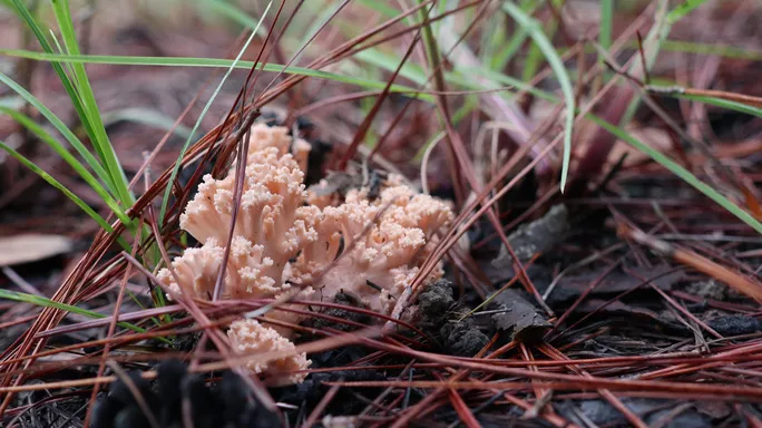 Đây là nấm hoa đá, một loại nấm rừng ở Đà Lạt rất khó gặp.