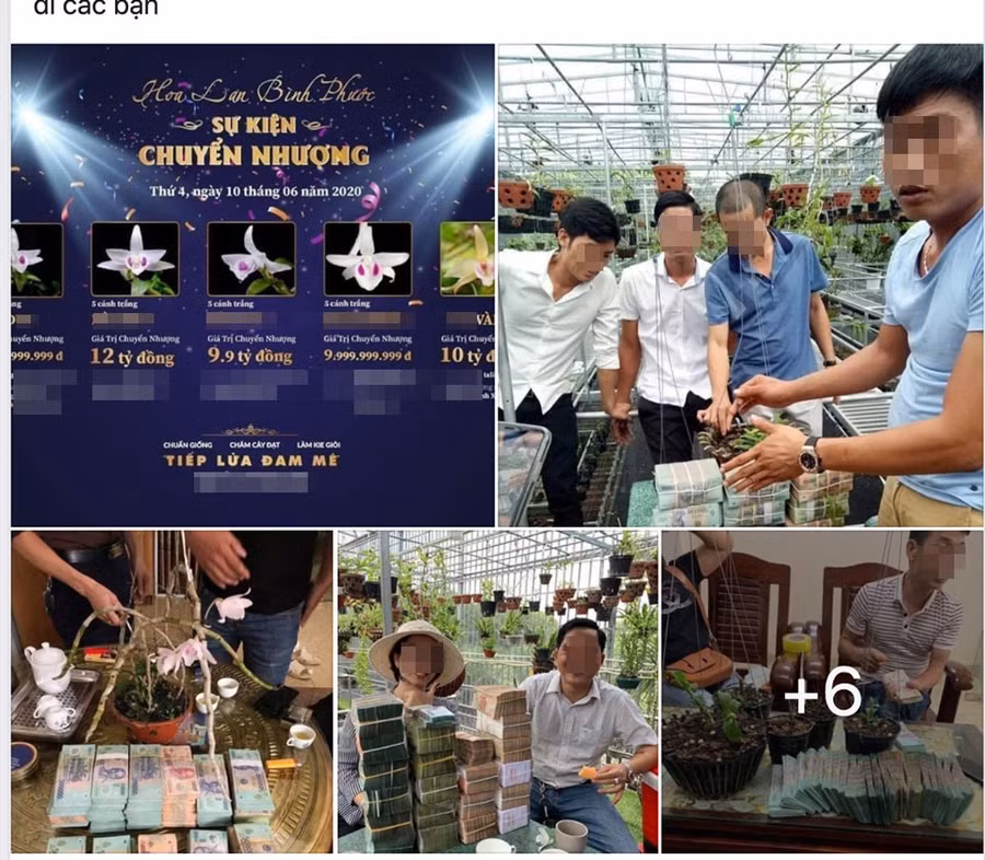 Đây là hình ảnh được đăng tải trên một diễn đàn người chơi lan. Theo đó, chỉ trong một buổi giao dịch, số tiền cho 5 giò lan đột biến đã lên tới hàng chục tỉ đồng. Đây là hình ảnh được đăng tải trên một diễn đàn người chơi lan. Theo đó, chỉ trong một buổi giao dịch, số tiền cho 5 giò lan đột biến đã lên tới hàng chục tỉ đồng.