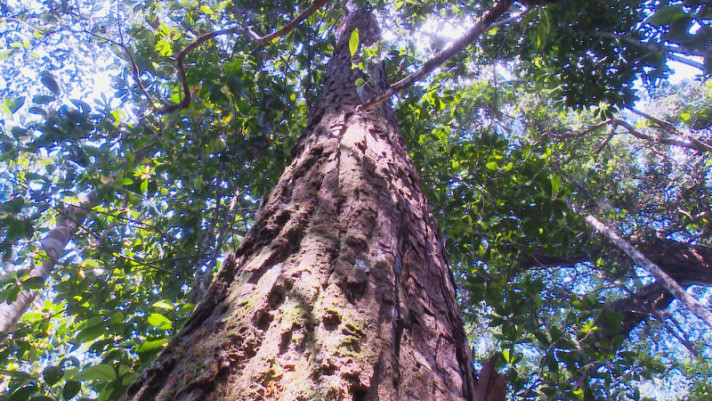 Cây pơ mu trưởng thành đạt chiều cao vài chục mét.