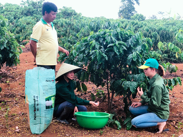 Các thành viên tìm được nguồn phân bón đảm bảo chất lượng, tiêu thụ sản phẩm thông qua sự kết nối của HTX Sản xuất kinh doanh và Dịch vụ nông nghiệp Tâm Thành. Ảnh P.L
