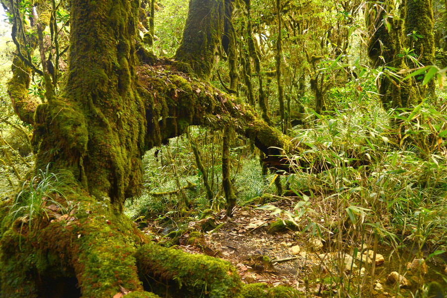 Cảnh sắc khu rừng nhuốm màu cổ tích - Ảnh: NGUYỄN VĂN DUY