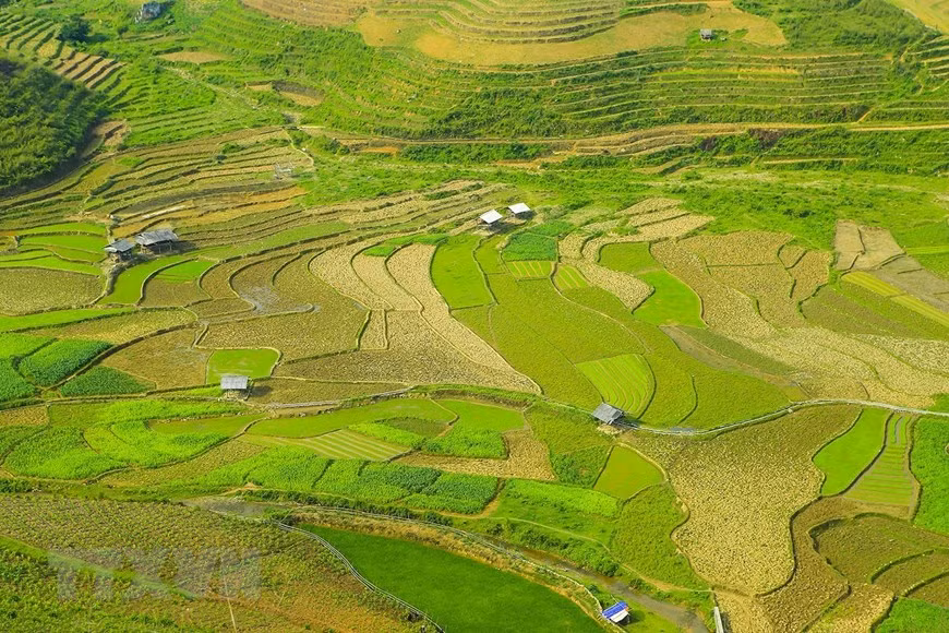 Những thửa ruộng bậc thang xanh màu lúa trải dài phủ khắp các triền núi. (Ảnh: Phan Tuấn Anh/TTXVN)