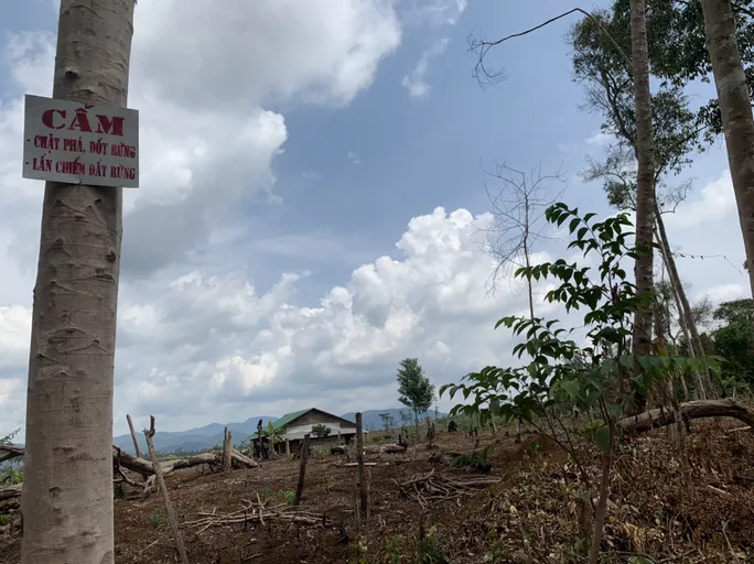 Rừng tại các công ty lâm nghiệp ở Đắk Nông bị phá, xâm chiếm