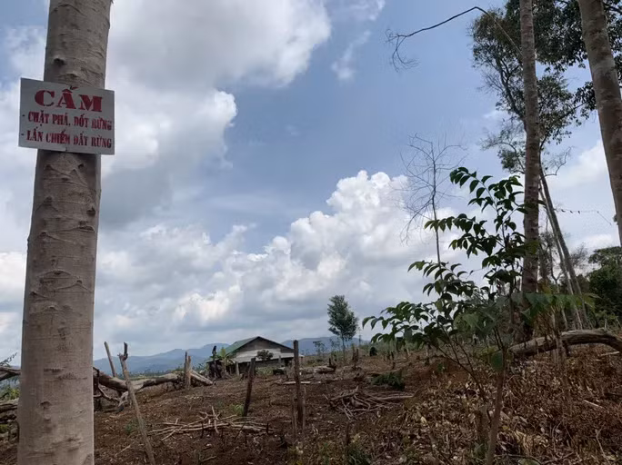 Rừng tại các công ty lâm nghiệp ở Đắk Nông bị phá, xâm chiếm