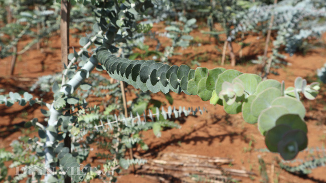 Cây đô la là loại cây thuộc họ bạch đàn, lá của chúng có mùi rất đặc trưng.