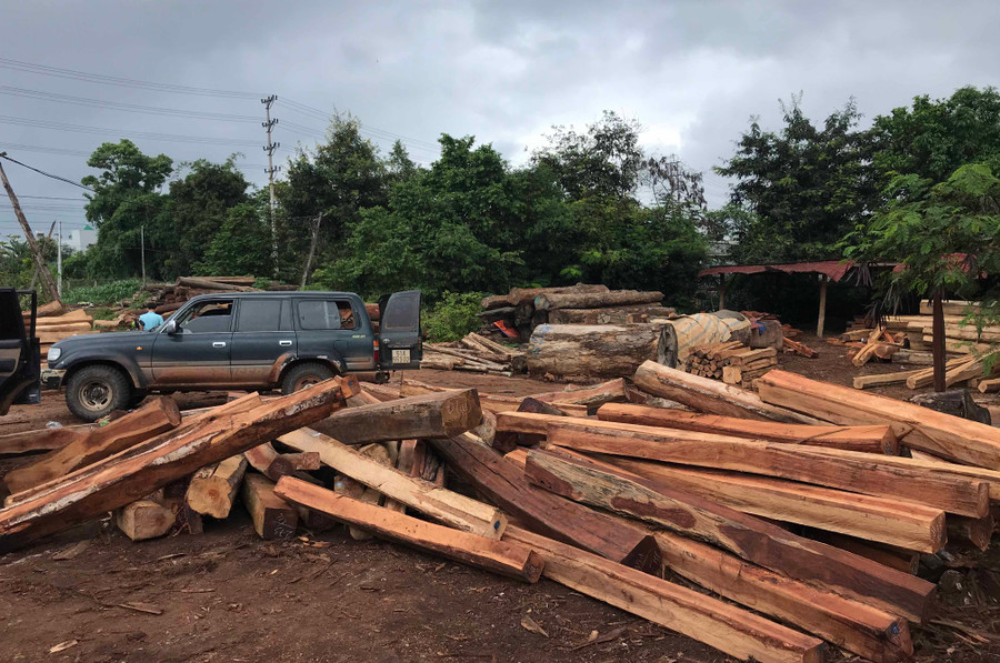  Hàng trăm lóng gỗ được tập kết tại xưởng của doanh nghiệp Hùng Ny. Ảnh: Văn Ngọc