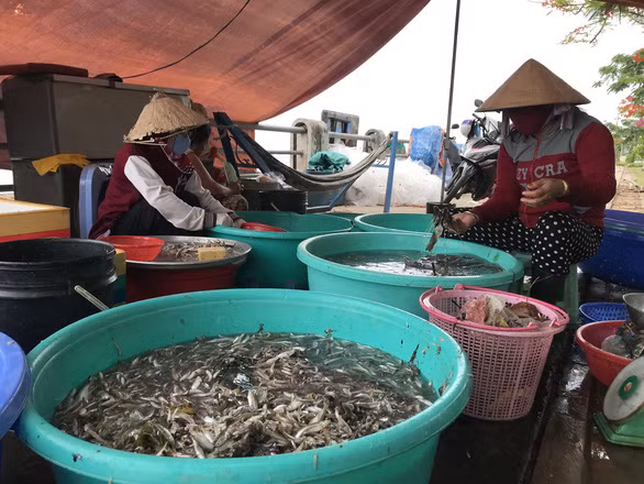 Phụ nữ lựa cá bên bờ sông Sa Đéc - Ảnh: T.NHƠN