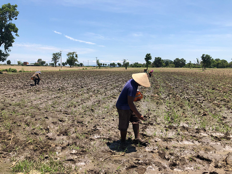  Gia đình anh R'Ô Sơ Nú (xã Ia Broăi, huyện Ia Pa) trồng bắp ngọt. Ảnh: L.N