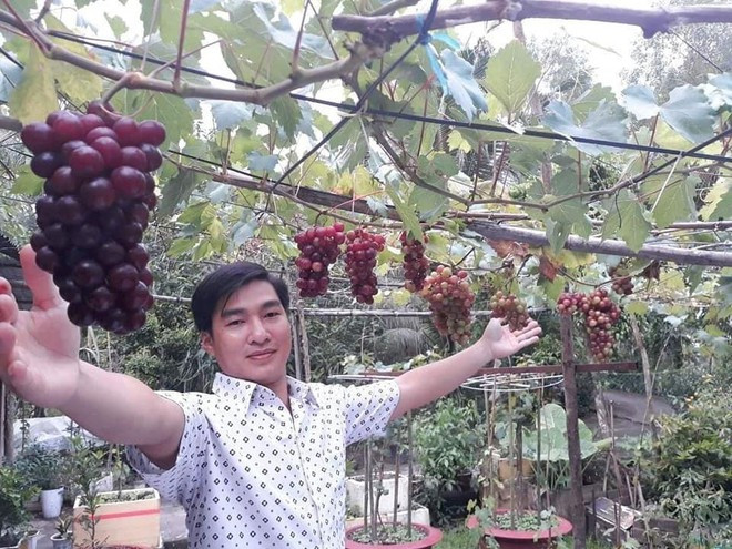 Vườn nho trĩu quả của anh Cần ẢNH: DUY TÂN