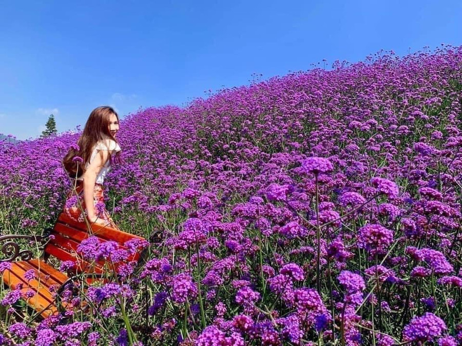Nhiều bạn trẻ đã đến đây thưởng lãm, đồng thời chụp checkin kỷ niệm bên thung lũng hoa tím rực rỡ. 