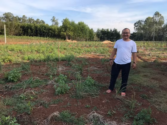  13 sào trồng hơn 13.000 cây sọ chó được 3 tháng. Ảnh: NGUYỄN TRANG