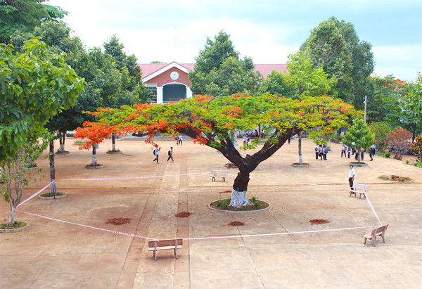 Trường THCS Trần Phú TP. Pleiku) đã giăng dây quanh cây phượng cổ thụ có nguy cơ gãy đổ để cảnh báo học sinh. Ảnh: M.T