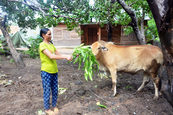 Nhờ được hỗ trợ bò và giúp đỡ về sản xuất, gia đình bà Rơ Lan Mloan (làng Goòng, xã Ia Púch) đã thoát nghèo. Ảnh: V.H