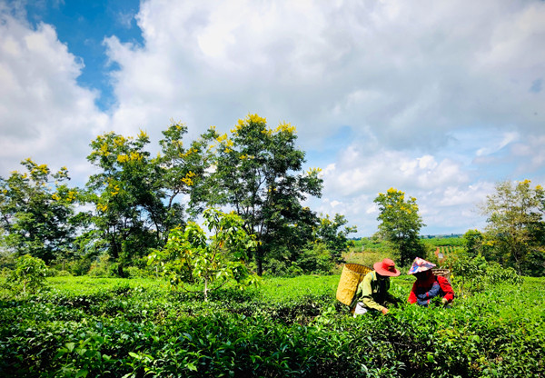 Sắc vàng rực rỡ của hoa muồng đen nổi bật trên những vườn chè của Công ty cổ phần Chè Bàu Cạn. Ảnh: H.L