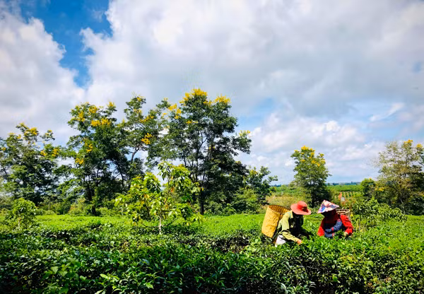 Sắc vàng rực rỡ của hoa muồng đen nổi bật trên những vườn chè của Công ty cổ phần Chè Bàu Cạn. Ảnh: H.L