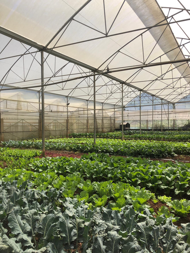 Vườn rau của Thịnh Ảnh: XUÂN TRƯỜNG