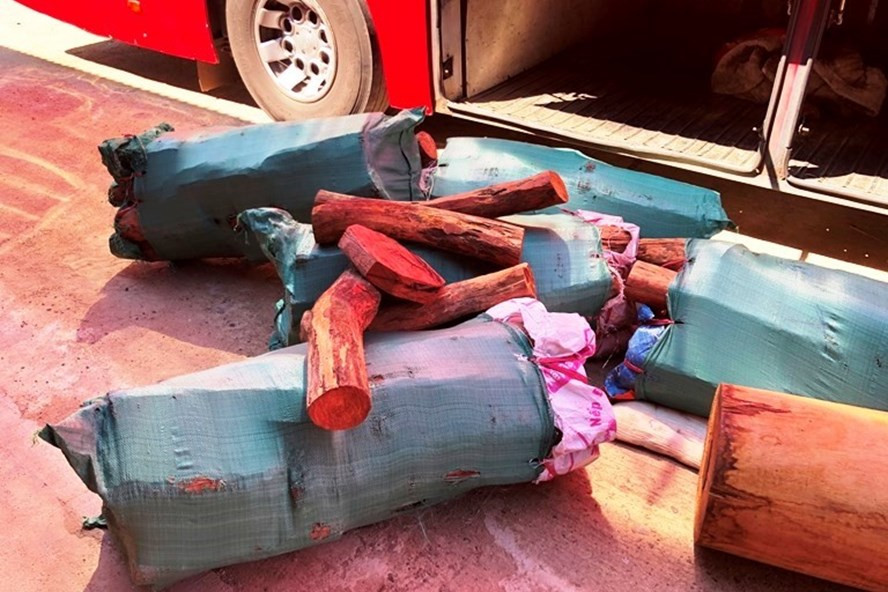  Ước tính số gỗ lậu này có giá trị hàng chục triệu đồng. Ảnh: CACC